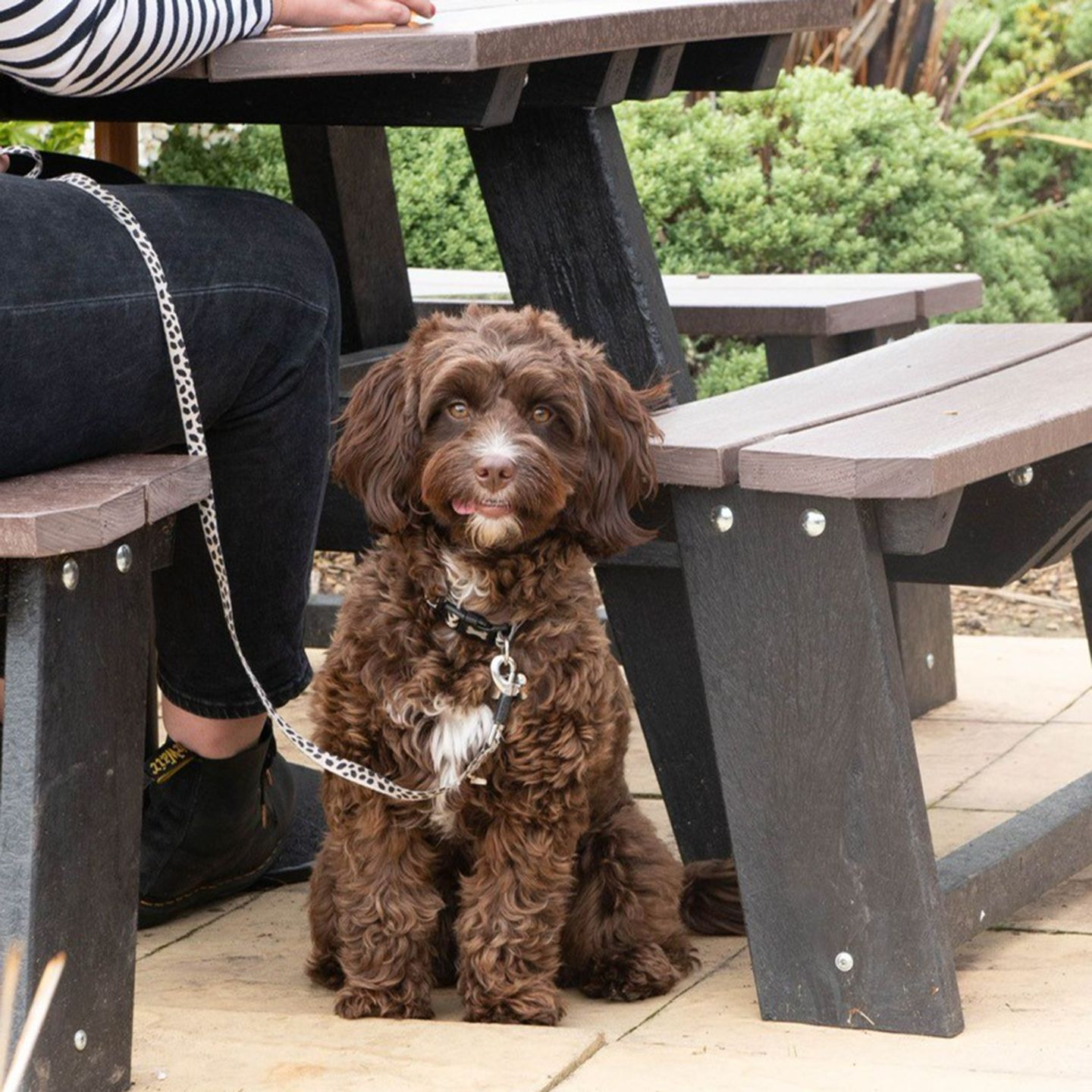Your local dog friendly pub in Glasgow